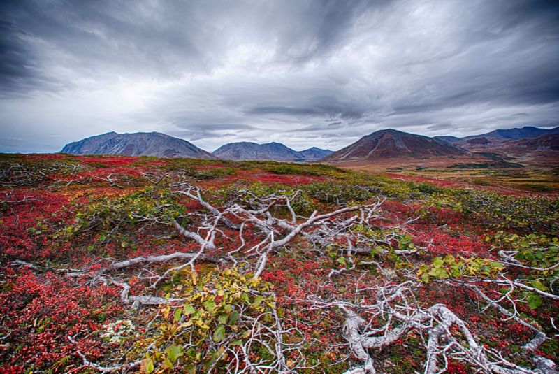Automne Arctic landscape with tundra and lichen